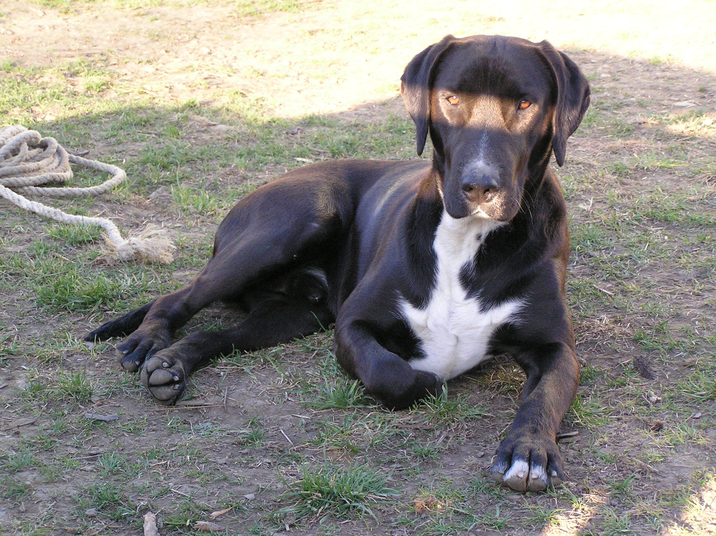 Zorro